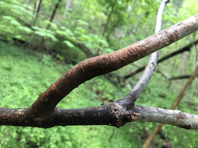 Viburnum setigerum, photographed by Bethany Teigen