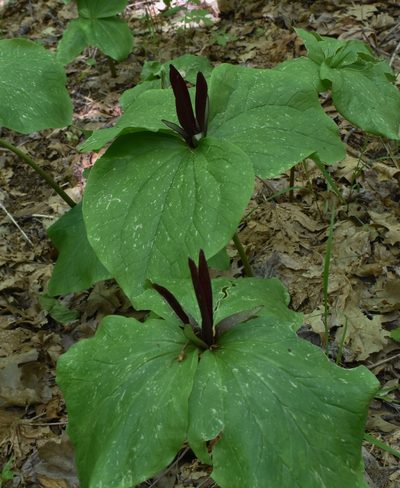 Trillium angustipetalum, photographed by Gail A Baker
