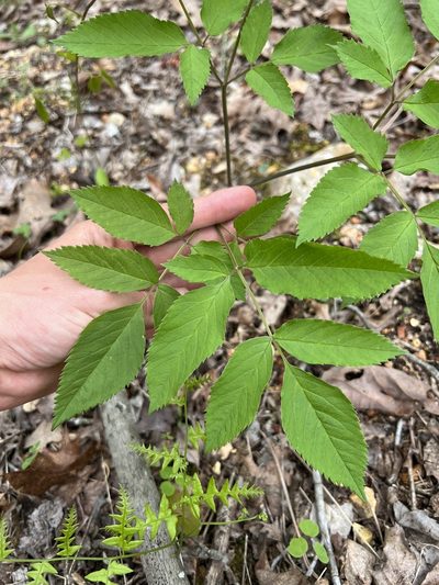 Ligusticum canadense, photographed by Nathan Aaron