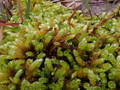 Bryoandersonia illecebra, photographed by Taro Ietaka