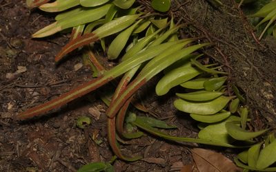 Pyrrosia adnascens, photographed by portioid