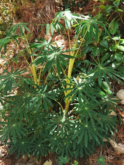 Lupinus montanus, photographed by M. Socorro González Elizondo