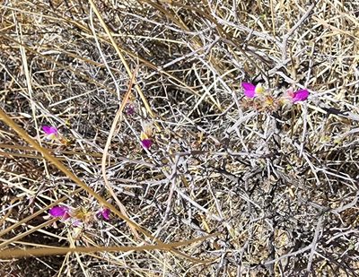 Dalea formosa, photographed by Lyrae