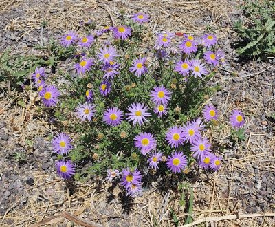 Machaeranthera tanacetifolia, photographed by Lyrae