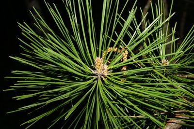 Pinus nigra, photographed by Patrick Hacker
