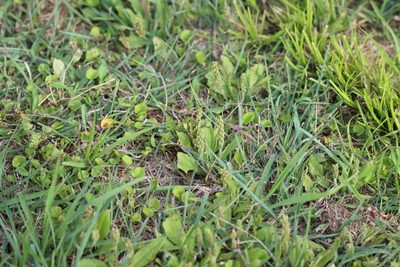 Plantago virginica, photographed by Rich Sommer
