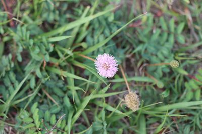 Mimosa strigillosa, photographed by Rich Sommer