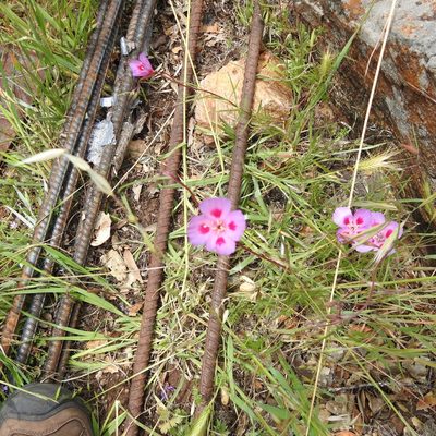 Clarkia amoena, photographed by Daniel Levitis