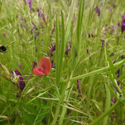 Lathyrus sphaericus, photographed by Daniel Levitis