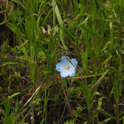 Nemophila menziesii, photographed by Daniel Levitis