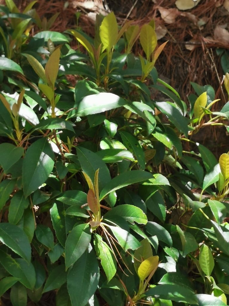Hydrangea seemannii, photographed by M. Socorro González Elizondo
