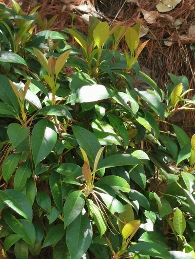 Hydrangea seemannii, photographed by M. Socorro González Elizondo