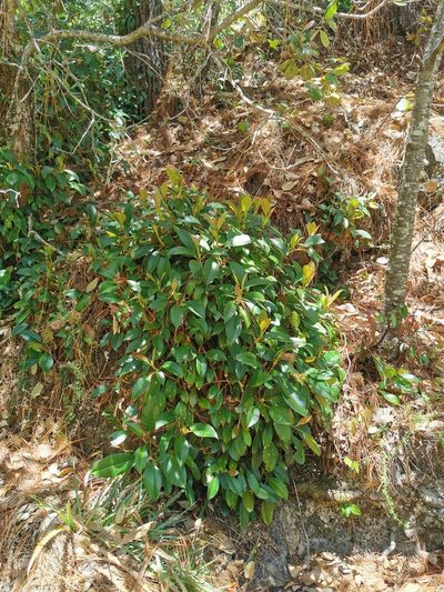 Hydrangea seemannii, photographed by M. Socorro González Elizondo