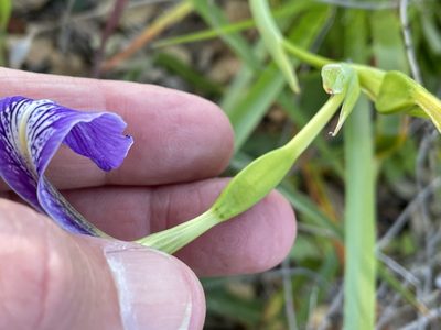 Iris douglasiana, photographed by Henrik Kibak