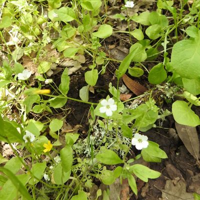 Nemophila heterophylla, photographed by Daniel Levitis