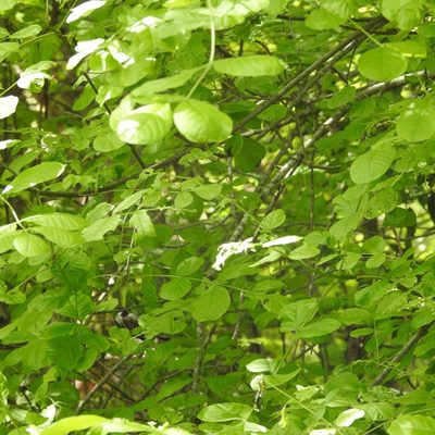 Fraxinus latifolia, photographed by Daniel Levitis