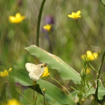 Ranunculus occidentalis, photographed by Daniel Levitis