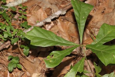 Quercus nigra, photographed by Rich Sommer