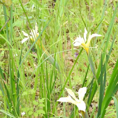 Iris fernaldii, photographed by Daniel Levitis
