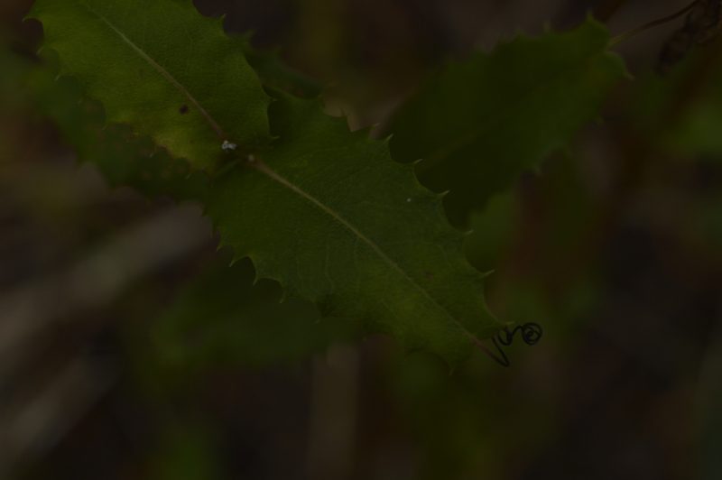 Mutisia spinosa, photographed by E Santos Ortega