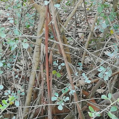 Searsia glauca, photographed by Dagmar Gleiss