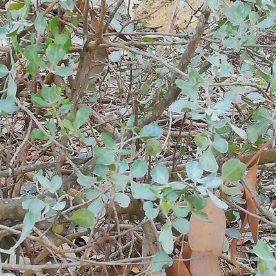 Searsia glauca, photographed by Dagmar Gleiss