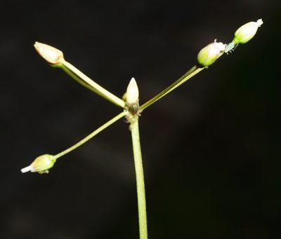 Holosteum umbellatum, photographed by Patrick Hacker
