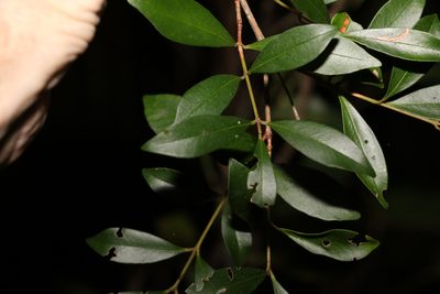Syzygium smithii, photographed by Greg Tasney