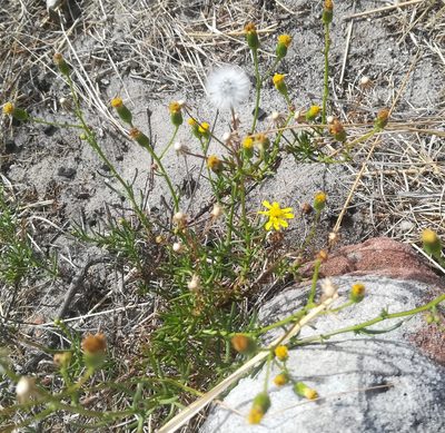 Senecio burchellii, photographed by Dagmar Gleiss