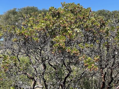 Arctostaphylos montereyensis