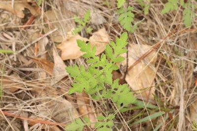 Ambrosia psilostachya, photographed by Rich Sommer