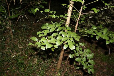 Polyscias elegans, photographed by Greg Tasney
