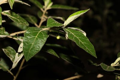 Solanum stelligerum, photographed by Greg Tasney