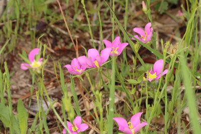 Sabatia campestris, photographed by Rich Sommer