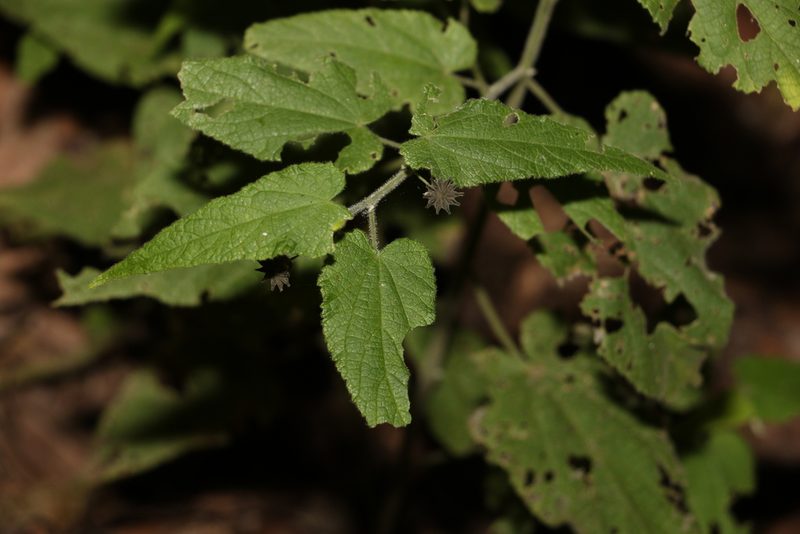 Abutilon oxycarpum, photographed by Greg Tasney