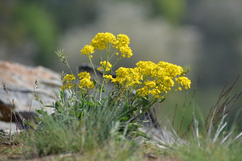Aurinia saxatilis, photographed by Pavel Kacl