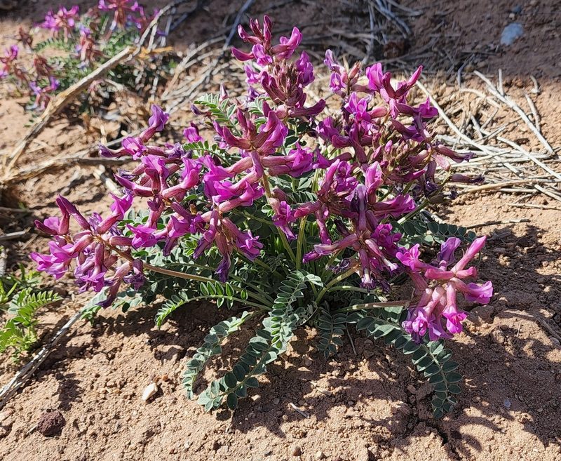 Astragalus cyaneus, photographed by Lyrae