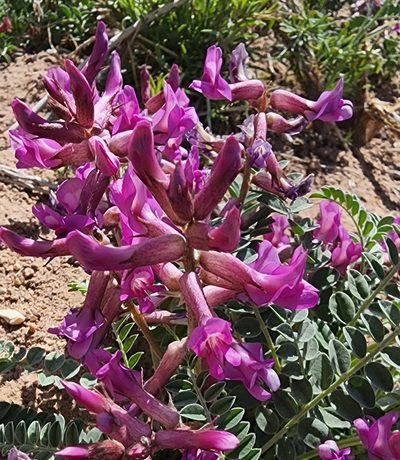 Astragalus cyaneus, photographed by Lyrae