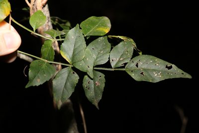 Pandorea pandorana, photographed by Greg Tasney