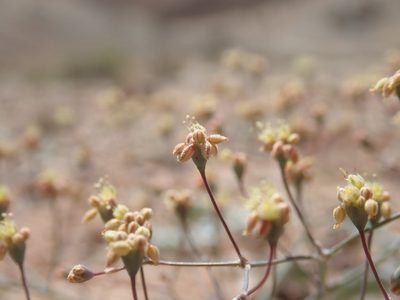 Eriogonum reniforme, photographed by Scott Yarger