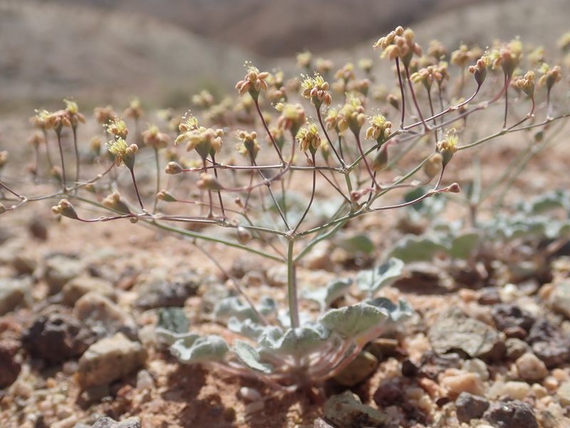Eriogonum reniforme, photographed by Scott Yarger