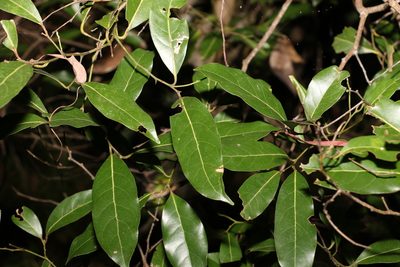 Cryptocarya microneura, photographed by Greg Tasney