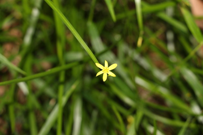 Tricoryne anceps, photographed by Greg Tasney