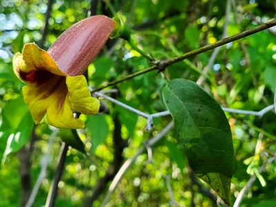 Bignonia capreolata, photographed by Will Kuhn