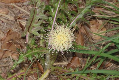 Cirsium horridulum, photographed by Rich Sommer