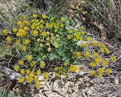 Cymopterus purpureus, photographed by Lyrae