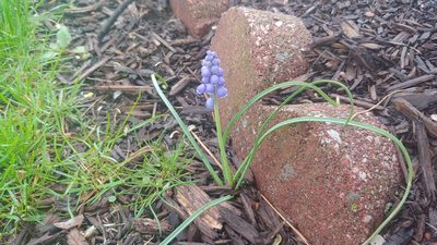 Muscari neglectum, photographed by Ryan Sorrells