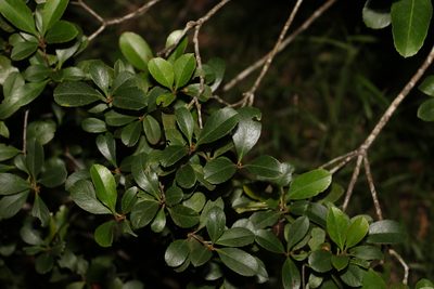 Rhaphiolepis indica, photographed by Greg Tasney