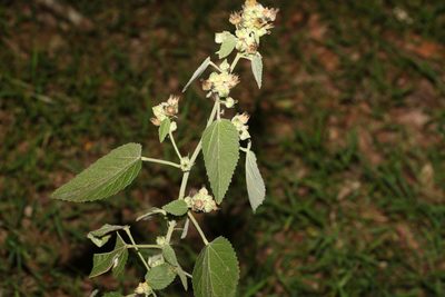 Sida cordifolia, photographed by Greg Tasney