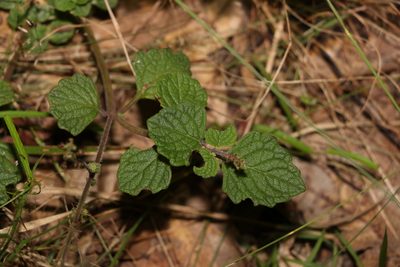 Coleus australis, photographed by Greg Tasney